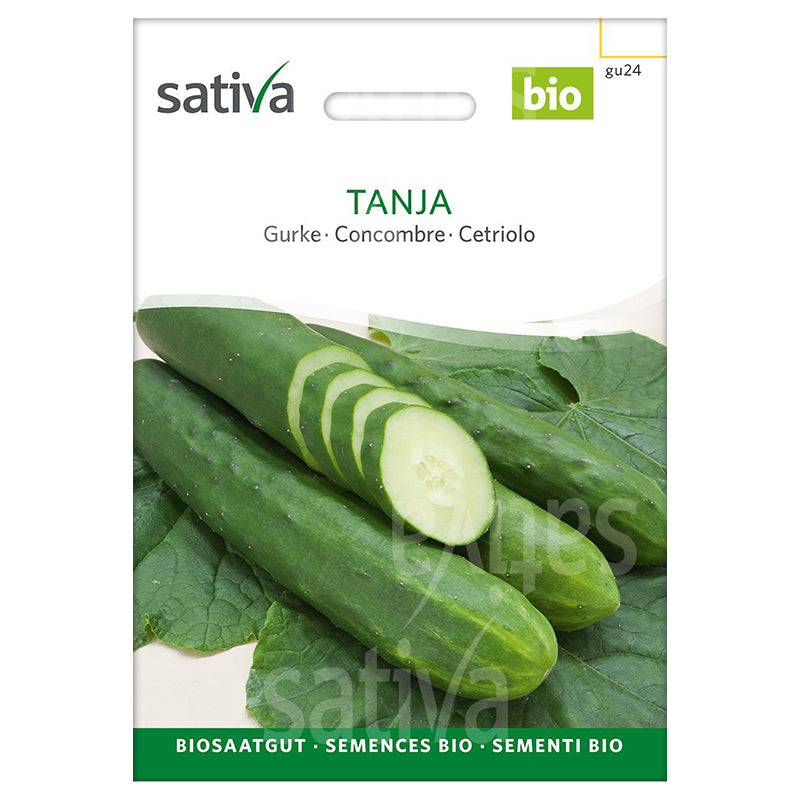 Bio-Tanja-Gurkensamen