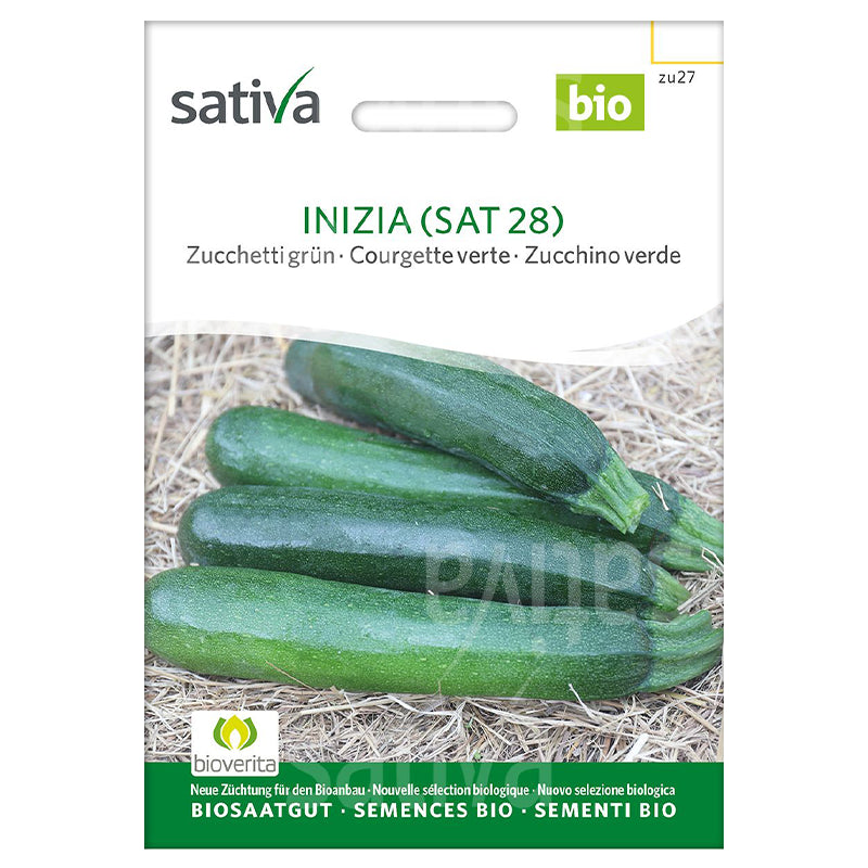 Grüne Bio-Zucchini-Inizia-Samen