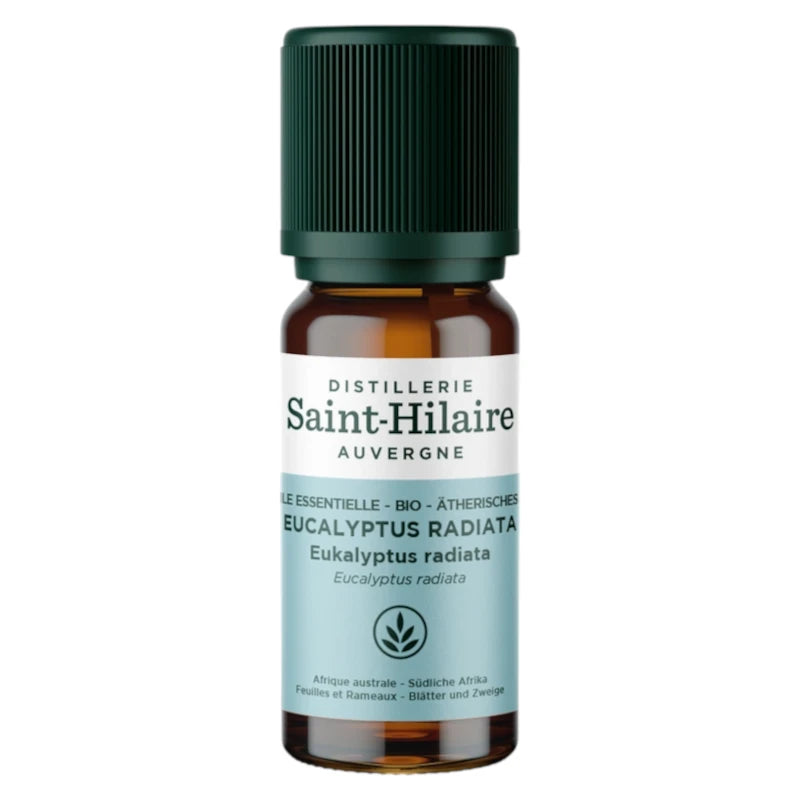 Ätherisches Öl Eucalyptus radiata BIO – 10ml