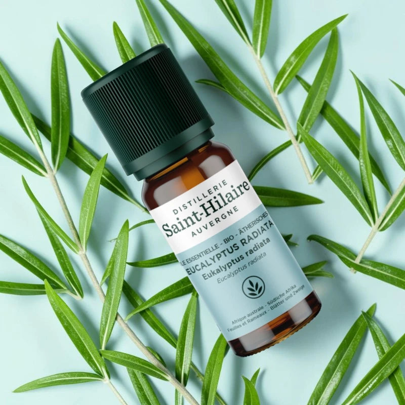 Ätherisches Öl Eucalyptus radiata BIO – 10ml
