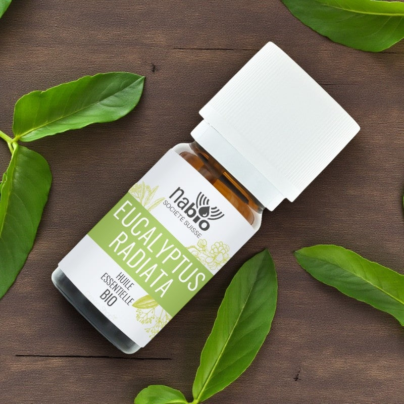 Huile essentielle BIO Eucalyptus radiata